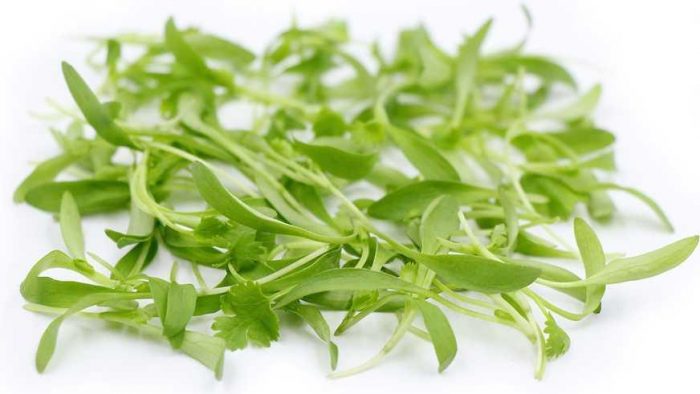 manfaat cilantro microgreens