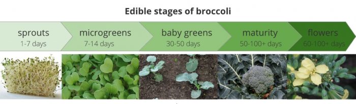 manfaat utama brokoli microgreens